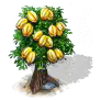 Sternfruchtbaum.png