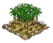 sugarcane.png
