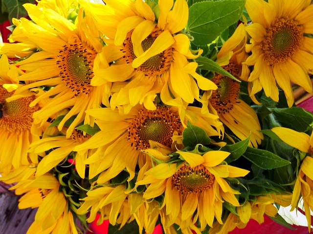 sunflower-1700540_640.jpg