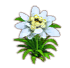 sunflower_edelweiss.png