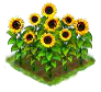 sunflower_Icon.png