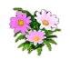 sunflower_oxeyedaisy.png