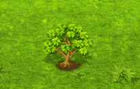 tabebuiarosea_upgrade_0.gif
