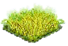 teff.png