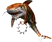 tigerShark.png