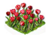 tulip_Icon.png
