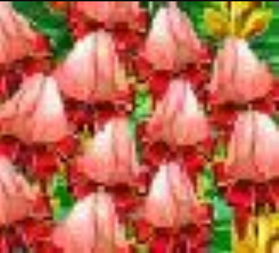 Tulpen.png