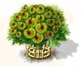 Ulme xxl.png
