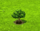 Wampi-Baum.gif