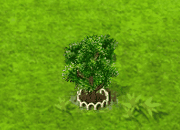 Waschnussbaum XL.gif