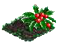 weeklyqIIIdec2019mistletoeflower.png