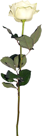 weisse Rose.png