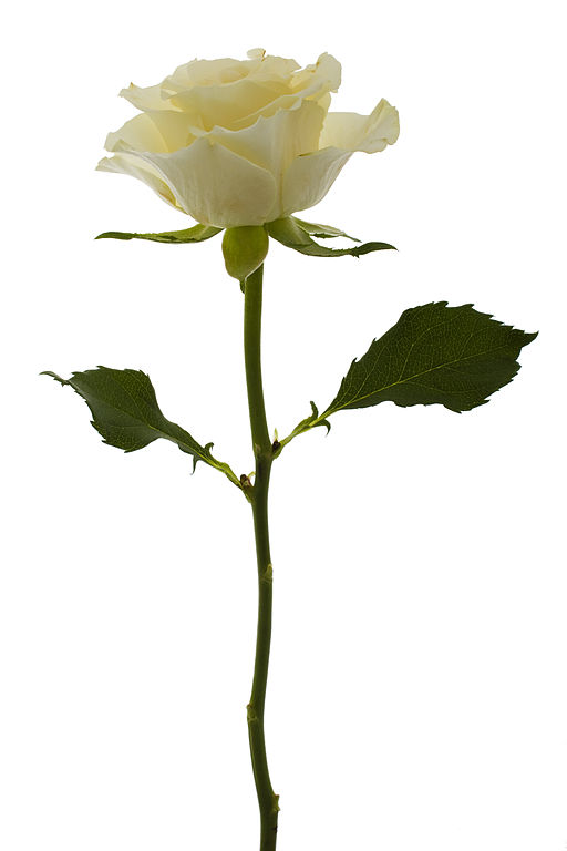 White-Rose.jpg