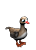whitefrontedGoose.png