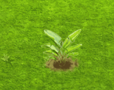 whiteparadisebirdtree_upgrade_0.gif