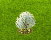 whitepoplar_upgrade_2 (1).gif