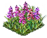 willowherb_Icon.png