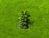 Wollemi-Kiefer.gif