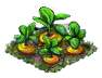 yellowbeet.png