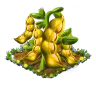 yellowpea.png