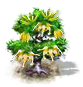 Ylang-Ylang-Baum.png