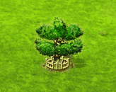 Ylang-Ylang-Baum XXL.gif