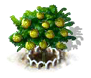 Zimtapfelbaum xl.png