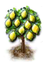 Zitronenbaum.png