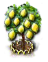Zitronenbaum XL.png