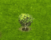 Zucker-Birke.gif